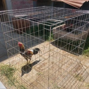 Rascaderos para Gallos
